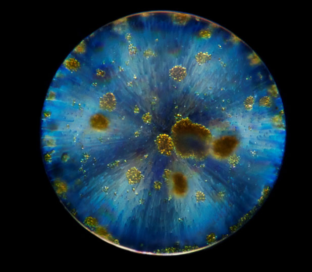 <em>Diatom Bacillariophyta</em> © Luis Gutierrez Heredia, UCD, Ireland