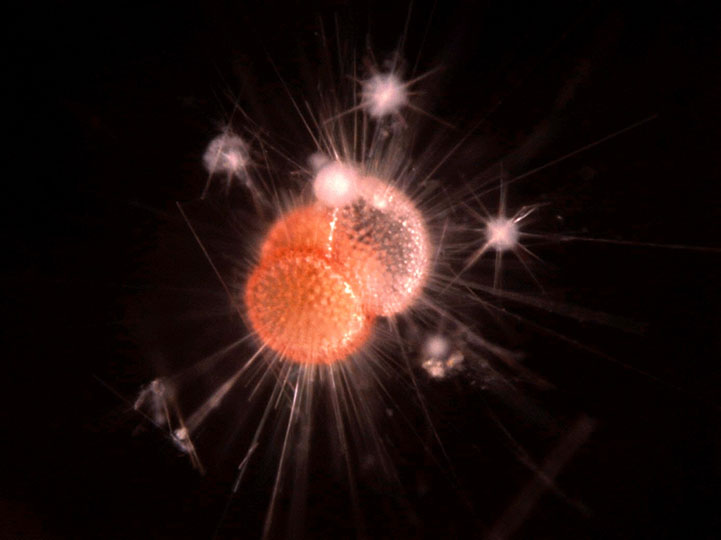 <em>Globigerina Bulloides</em> © Johan Decelle, Roscoff, CNRS, France