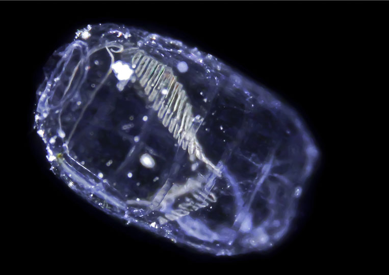 <em>Salp</em> © Franck Preijger, LOV, CNRS, France
