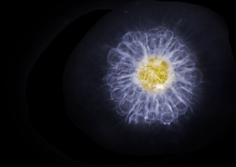 <em>Radiolarian</em> © Franck Preijger, LOV, CNRS, France
