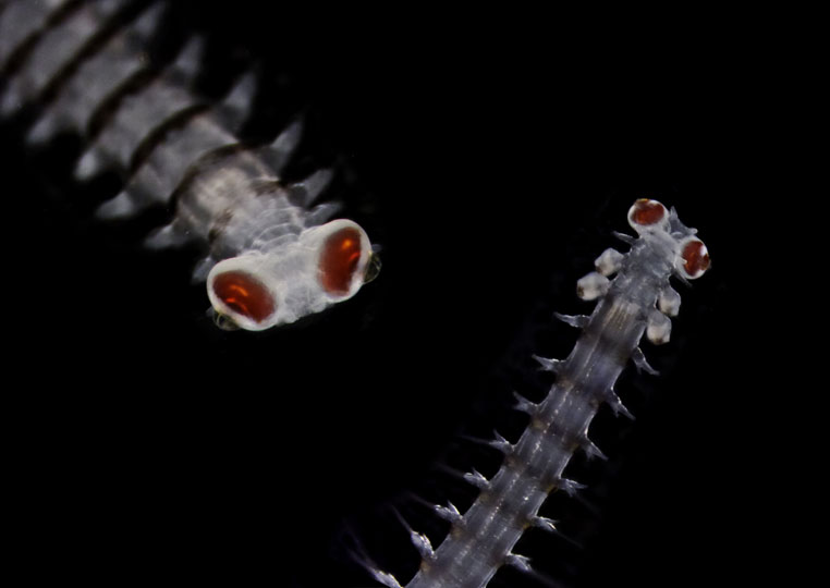 <em>Polychaeta</em> © Franck Preijger, LOV, CNRS, France