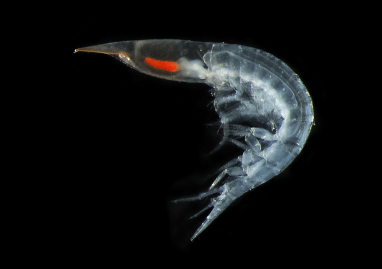 <em>Shrimp</em> © Emmanuel Reynaud, UCD, Ireland