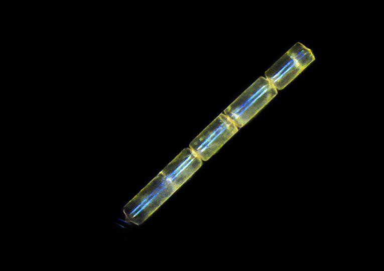 <em>Diatom</em> © Jennifer Gillette, NIH, USA