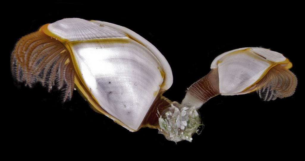 <em>Barnacle</em> © Cedric Guigand, RSMAS, USA