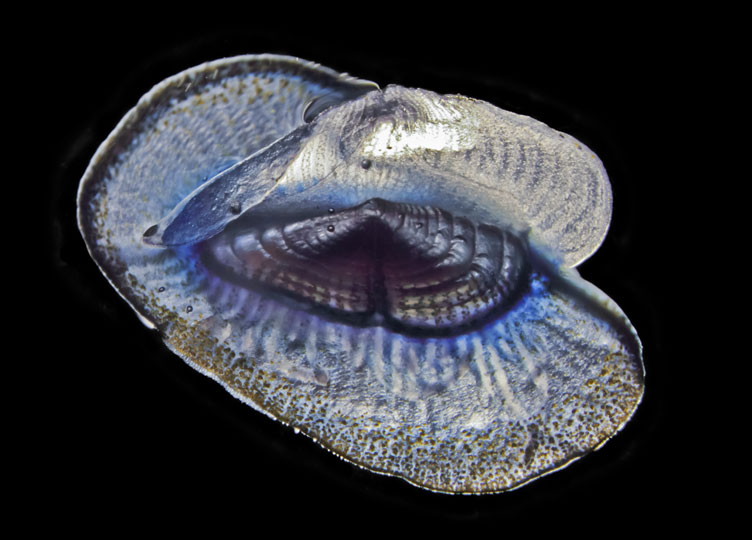 <em>Vellela</em> © Patrick Chang, LOV, CNRS, France