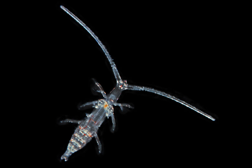 <em>Copepod</em> © Mattias Ormestad, Kahikai, Sweden