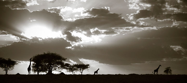 <em>Michal Venera: Giraffes</em>, Tanzania