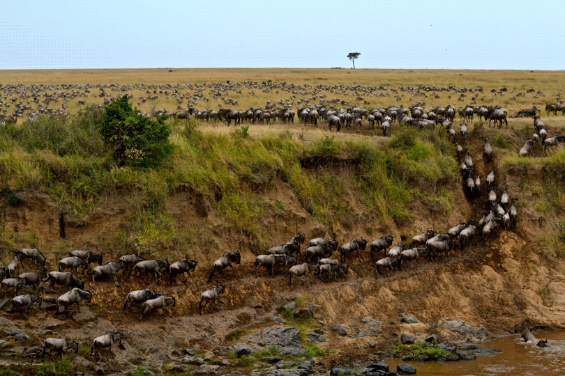 <em>Saxby Wiles: Wildebeast Migration</em>, Mara Kenya