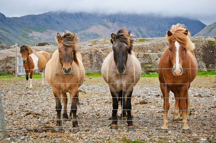 <em>Eric Brown: Posing Horses</em>, Iceland