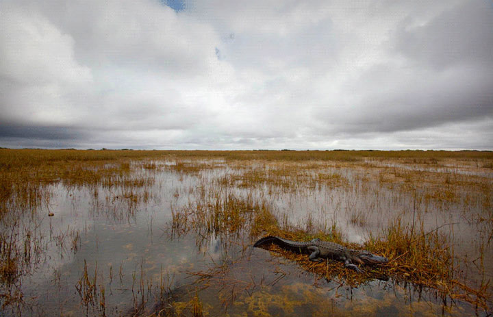 <em>Danielle Austen: Shark Valley</em>, Everglades