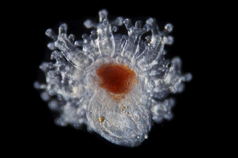 <em>Hydrozoan</em> © Mattias Ormestad, Kahikai, Sweden