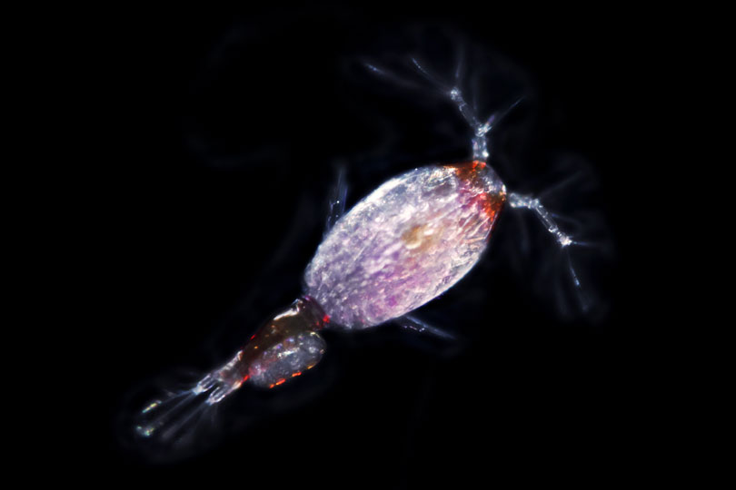 <em>Copepod</em> © Mattias Ormestad, Kahikai, Sweden