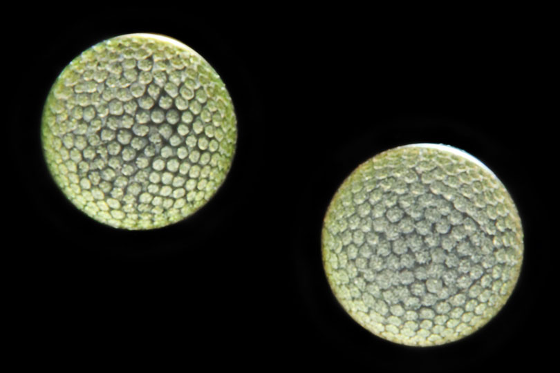 <em>Phytoplankton</em> © Daniel Bailey