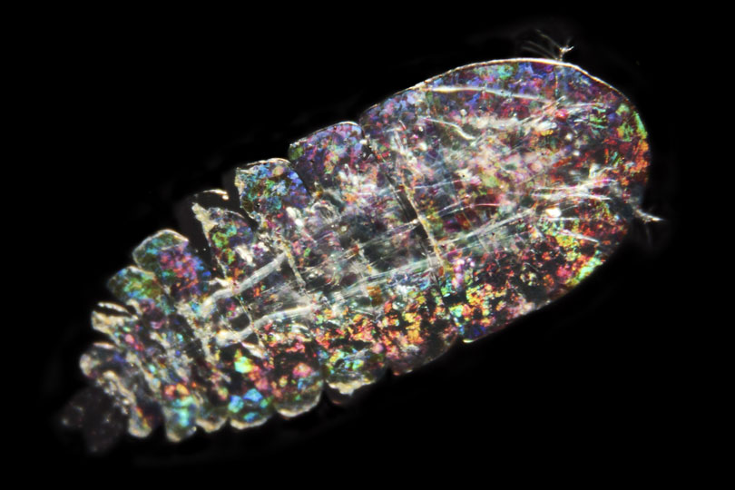 <em>Copepod</em> © Sebastien Colin, Roscoff, CNRS, France