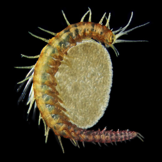 <em>Polychaeta</em> © Sebastien Colin, Roscoff, CNRS, France