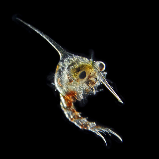 <em>Zoea</em> © Noan Le Bescot, Roscoff, France