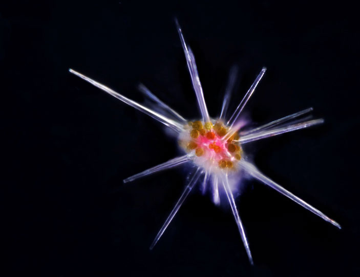 <em>Radiolarian</em> © Luis Gutierrez Heredia, UCD, Ireland