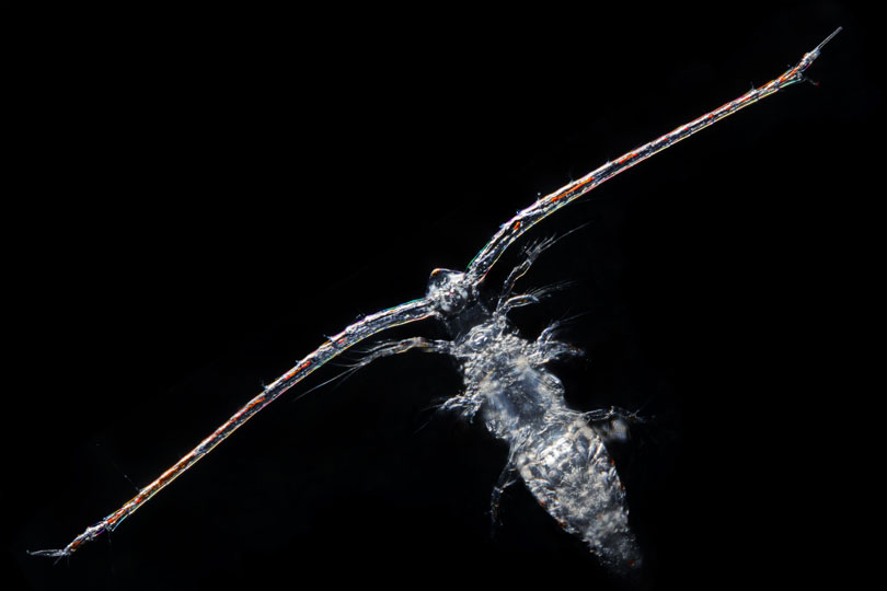 <em>Copepod</em> © Luis Gutierrez Heredia, UCD, Ireland