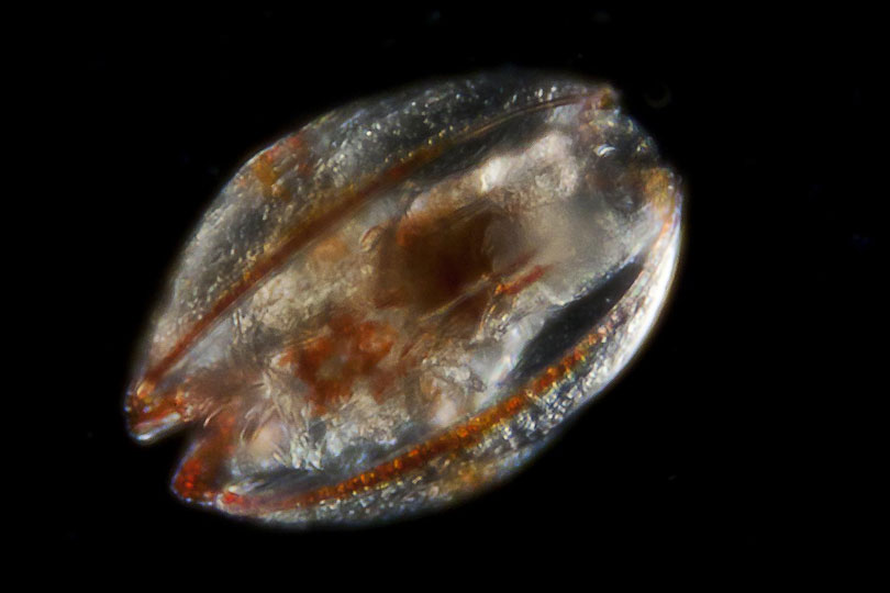 <em>Ostracod</em> © Luis Gutierrez Heredia, UCD, Ireland