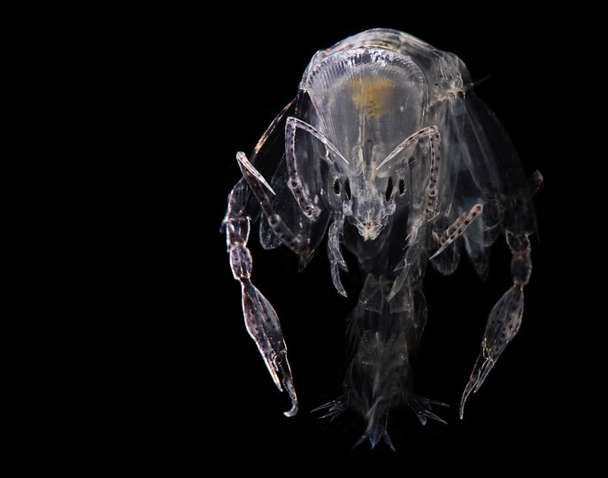 <em>Phronima Amphipod</em> © Luis Gutierrez Heredia, UCD, Ireland