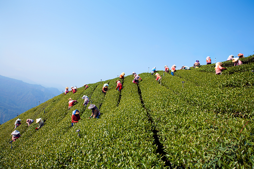 <em>Tea leaf pickers in Alishan, Taiwan</em>, Dan Hallman