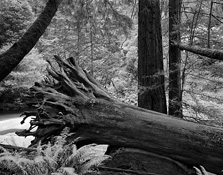 Redwoods-1727