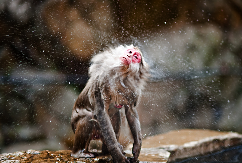 <em>Nagano, Japan</em>, Navid Baraty