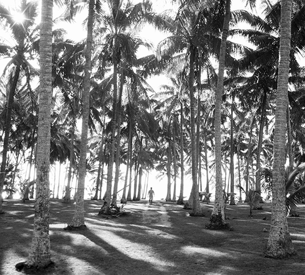 <em>Cook Island Palms</em>, Paul Bastin