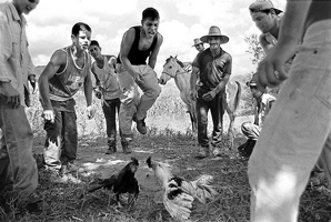 cockfight_lb