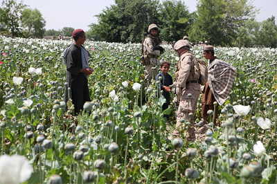 ct_3 Opium poppies in Helmand province, Islamic Republic of Afghanistan