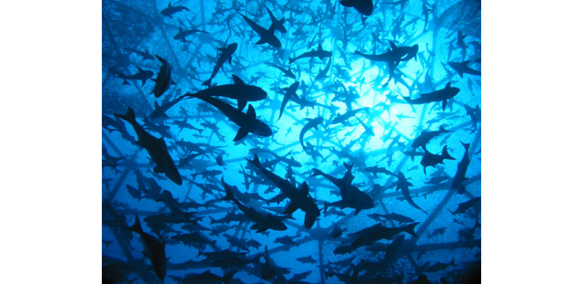 Open Blue Sea Farms by Brian O’Hanlon, 2009 The Earth Awards finalist