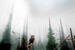 kukla_captive1