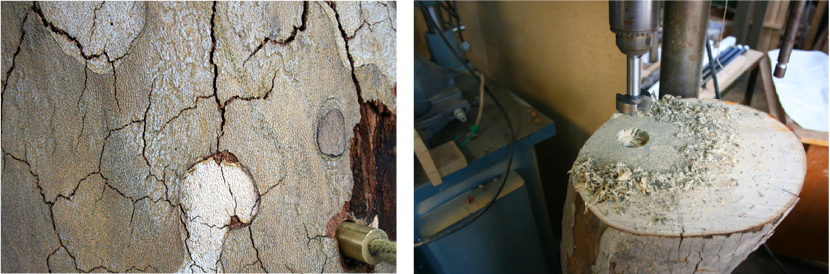 treestump page3 Tree Stump